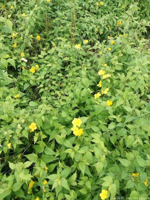 2016沭陽(yáng)的棣棠價(jià)格