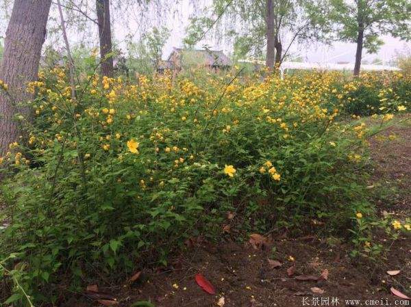 優(yōu)質(zhì)精品棣棠花