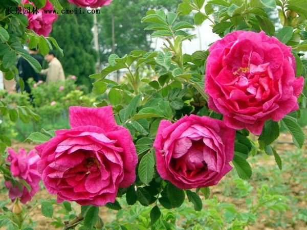 物美價廉的食用玫瑰在哪買？