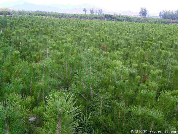 黑松基地 黑松基地