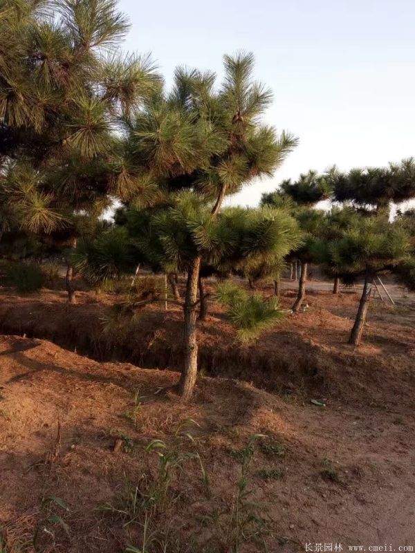 黑松基地 黑松基地