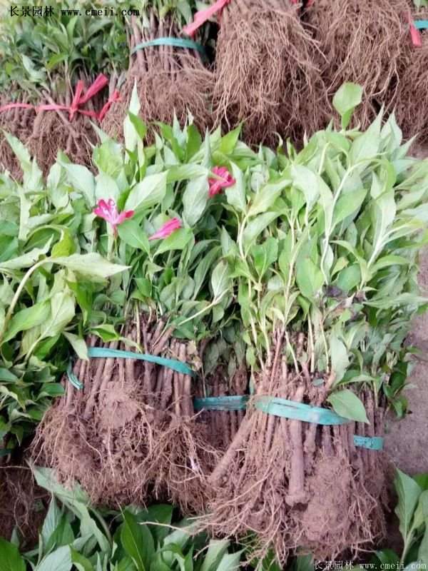 紅王子錦帶規格