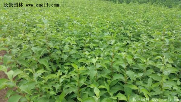 紅瑞木金牌的供應商