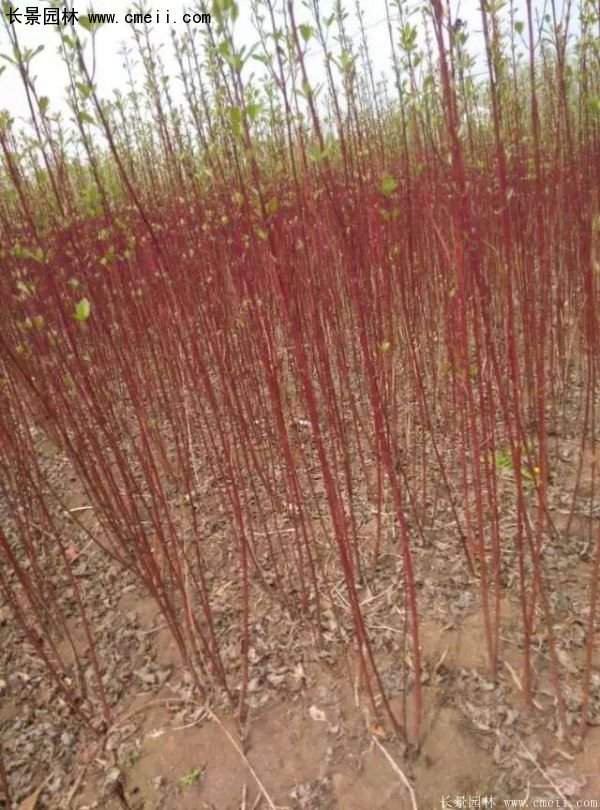 沭陽紅瑞木價(jià)格