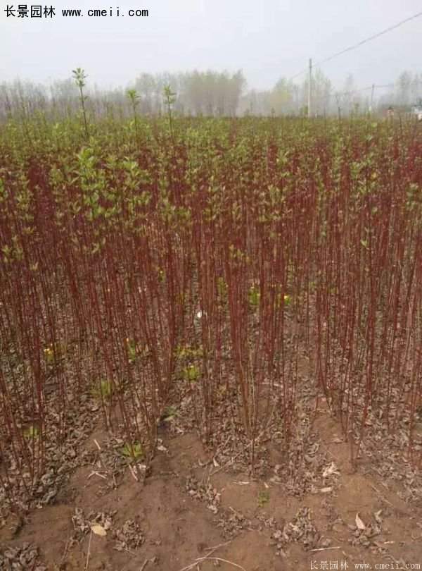 沭陽紅瑞木價(jià)格