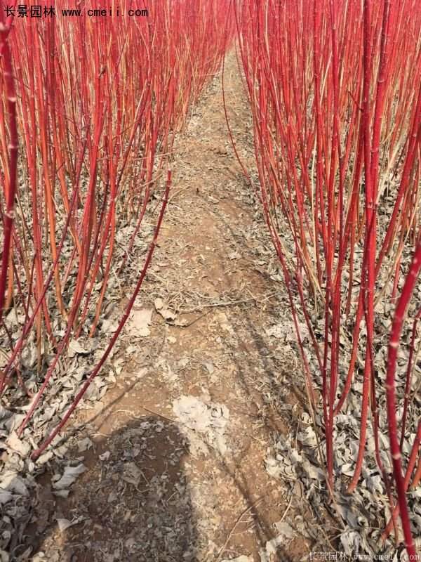 紅瑞木規(guī)格