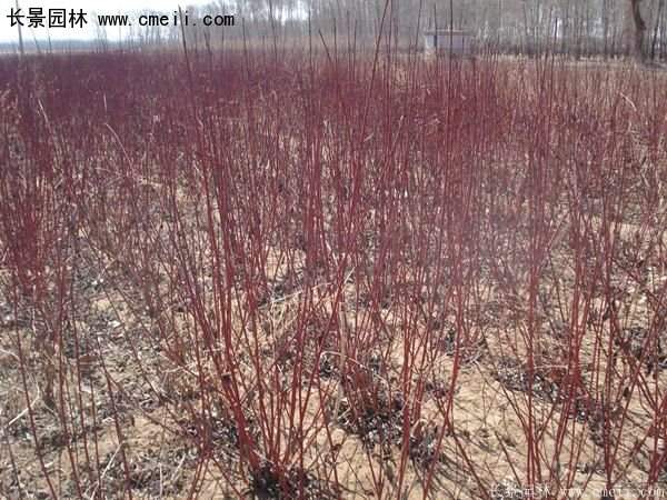 沭陽紅瑞木價格