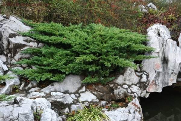 沭陽(yáng)地柏的規(guī)格