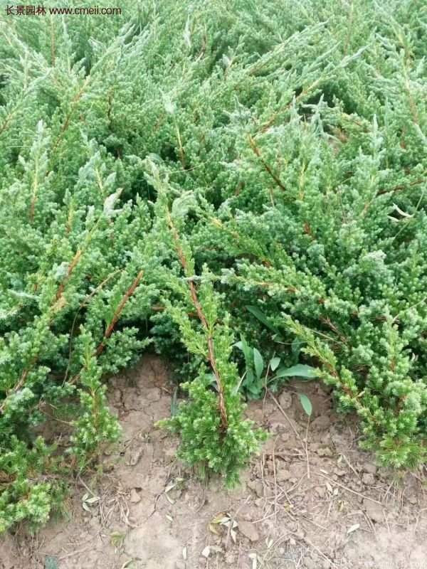 沭陽地柏規(guī)格