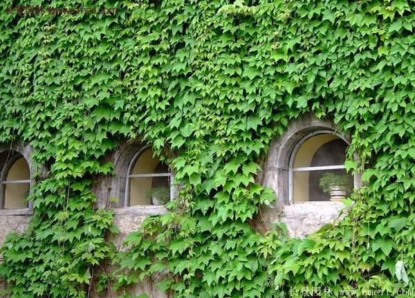 爬山虎一株多少錢？