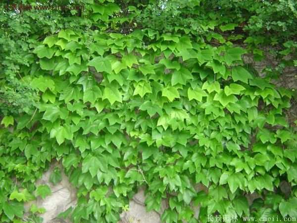 爬山虎一株多少錢？