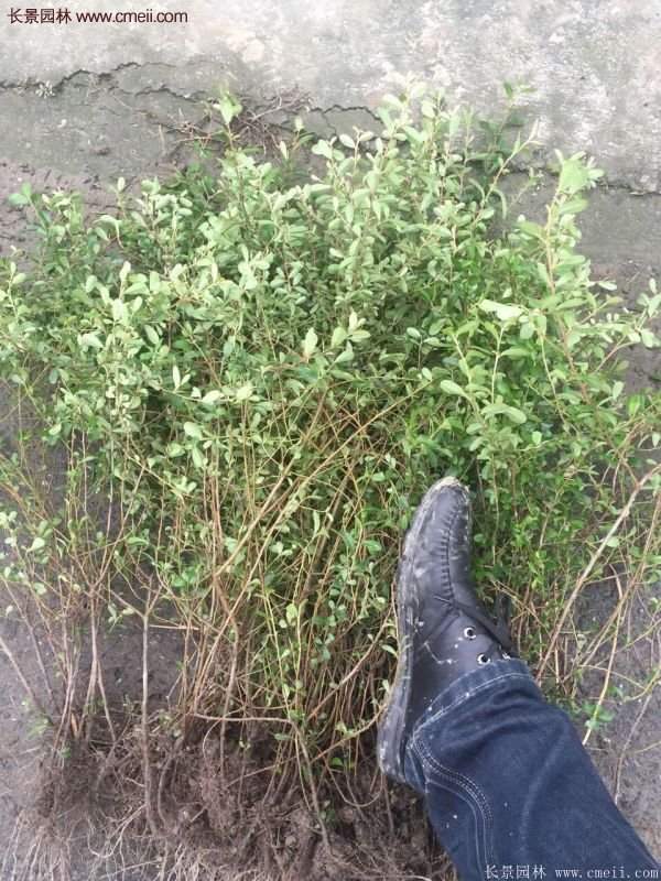 沭陽火棘球 沭陽火棘球