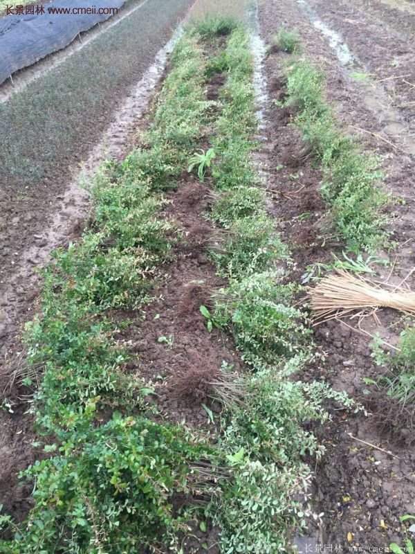 沭陽火棘苗、火棘球