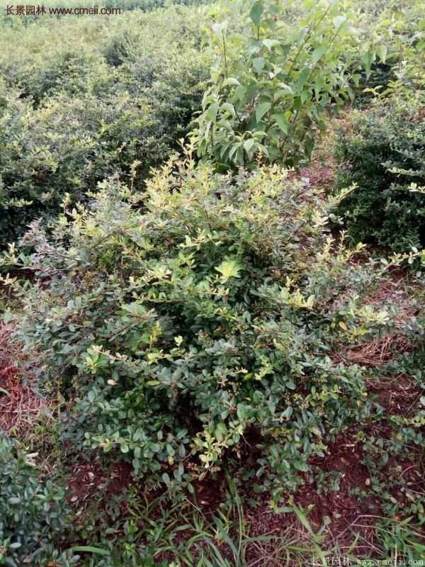 沭陽火棘苗、火棘球