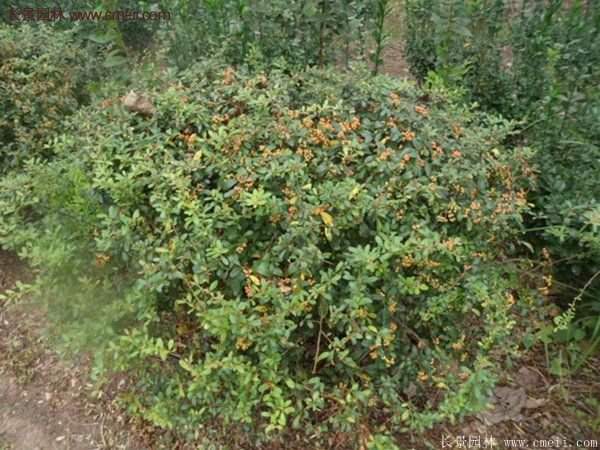 沭陽火棘苗、火棘球