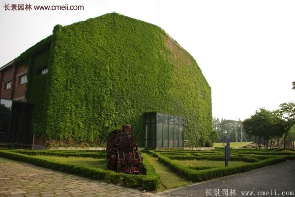 爬山虎都能種植在哪些地方？