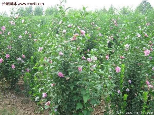 木槿樹種植養(yǎng)護(hù)資料匯總