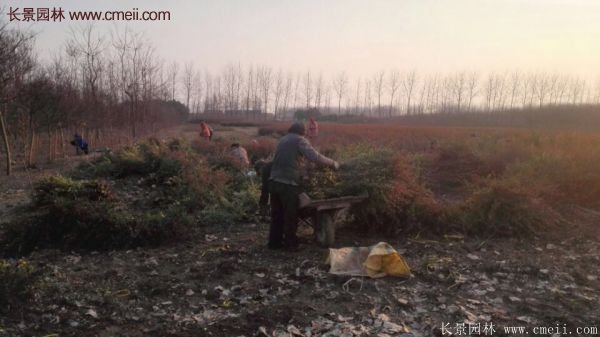 沭陽(yáng)火棘基地