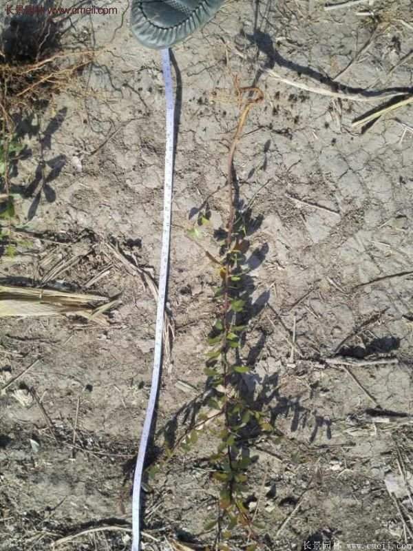 沭陽(yáng)火棘基地