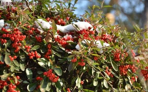 沭陽火棘的標準