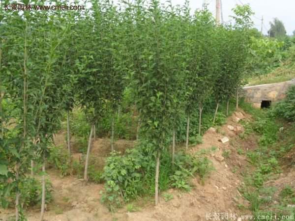 白花重瓣木槿圖片