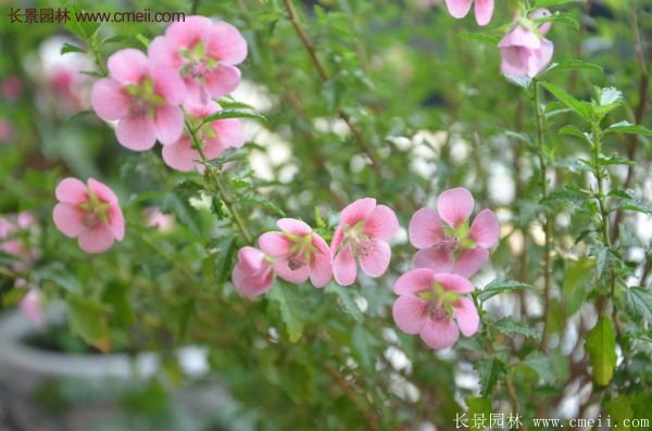 哪種木槿規格在園林上應用最多