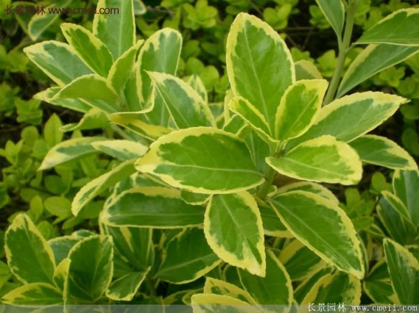 沭陽(yáng)金邊黃楊 沭陽(yáng)金邊黃楊