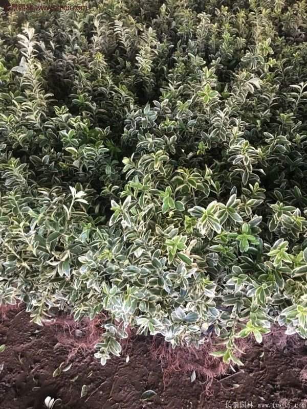 沭陽(yáng)金邊黃楊 沭陽(yáng)金邊黃楊