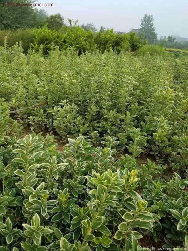 沭陽(yáng)金邊黃楊 沭陽(yáng)金邊黃楊