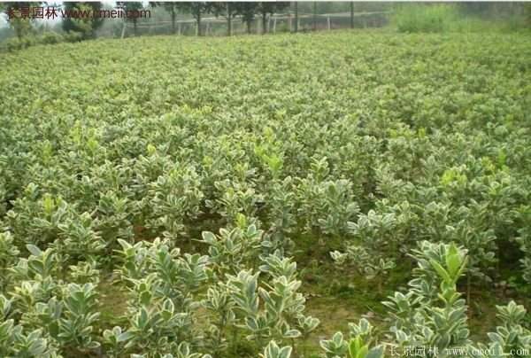 沭陽(yáng)金邊黃楊的價(jià)格