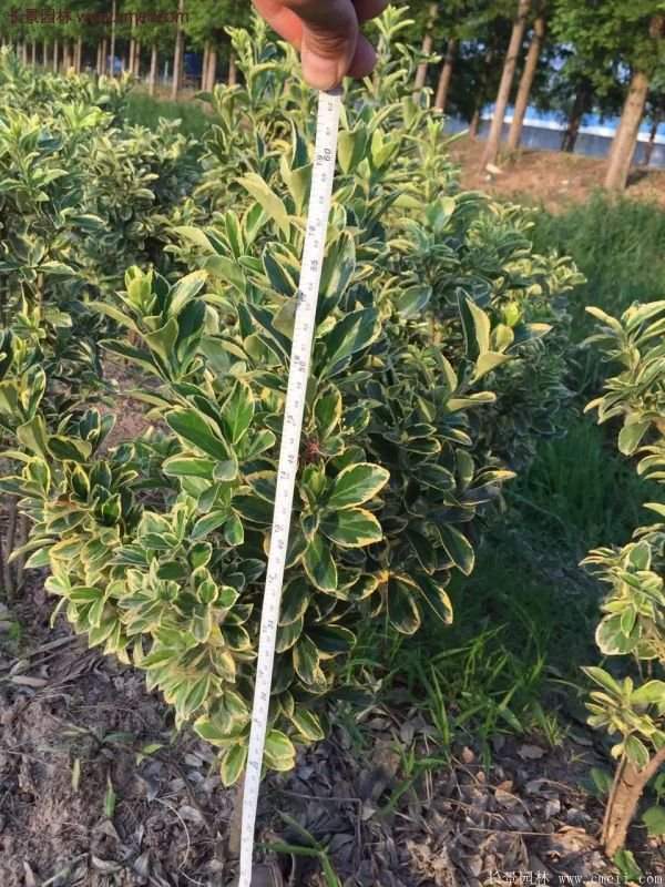 沭陽(yáng)金邊黃楊的價(jià)格