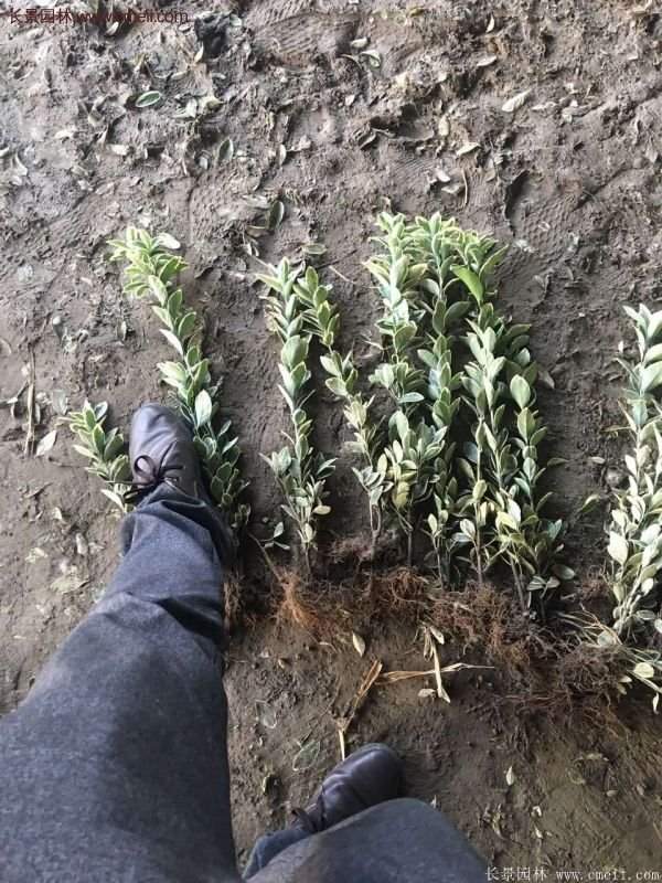 沭陽金邊黃楊的價格 沭陽金邊黃楊的價格