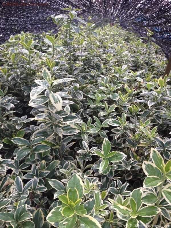 沭陽金邊黃楊的價格 沭陽金邊黃楊的價格