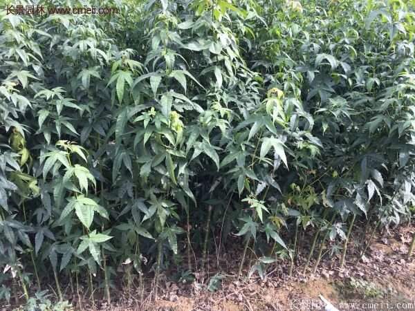 青楓樹