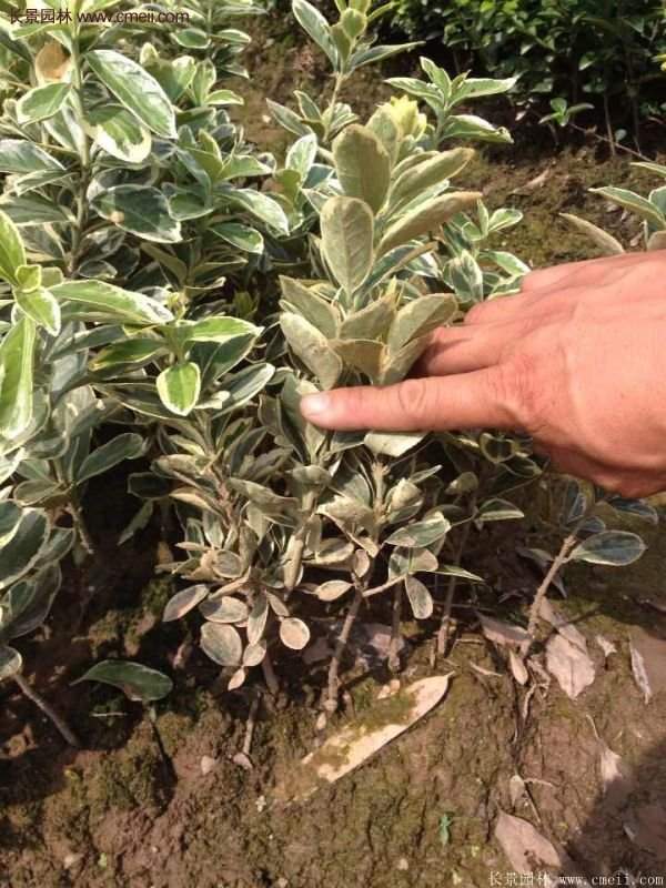 沭陽(yáng)金邊黃楊價(jià)格 沭陽(yáng)金邊黃楊價(jià)格