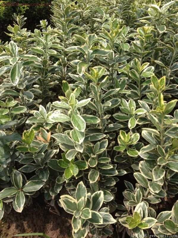 沭陽(yáng)金邊黃楊價(jià)格 沭陽(yáng)金邊黃楊價(jià)格