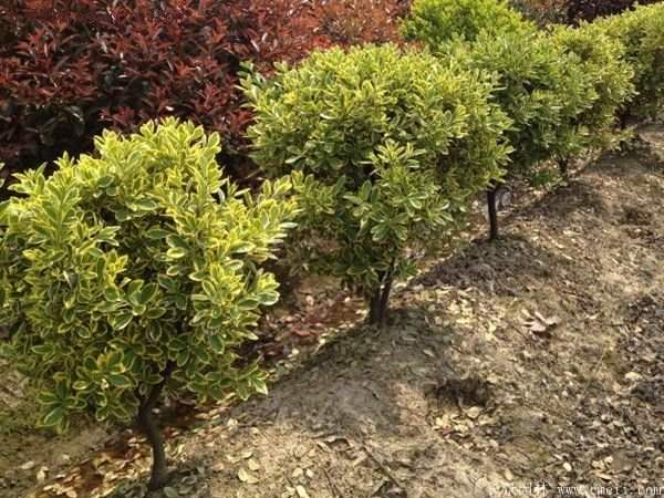 沭陽金邊黃楊的苗價 沭陽金邊黃楊的苗價