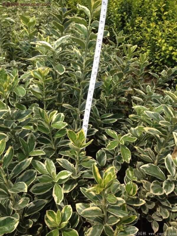 金邊黃楊的產地