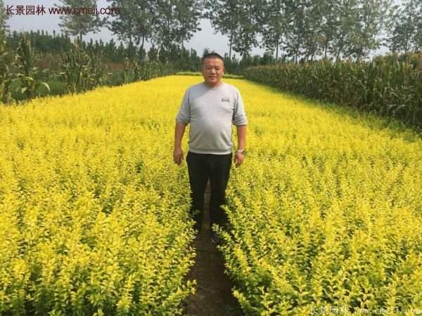 沭陽基地的金葉女貞 沭陽基地的金葉女貞