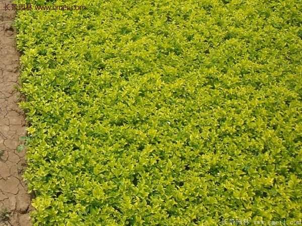 江蘇沭陽的金葉女貞基地 江蘇沭陽的金葉女貞基地