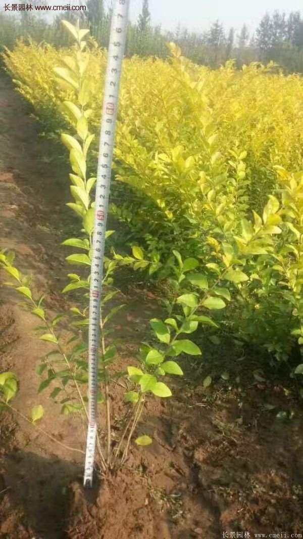 江蘇沭陽的金葉女貞基地 江蘇沭陽的金葉女貞基地