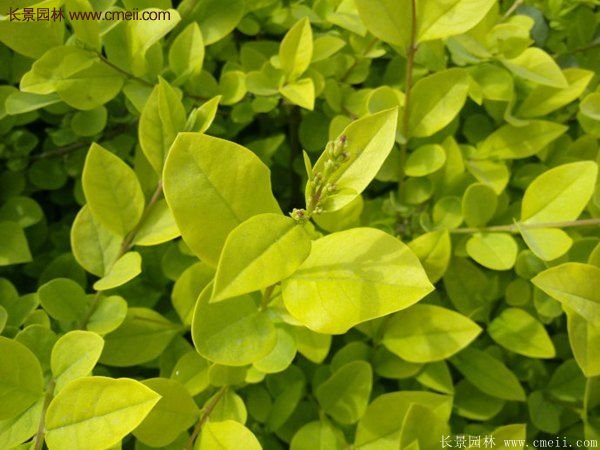 選購金葉女貞苗 選購金葉女貞苗