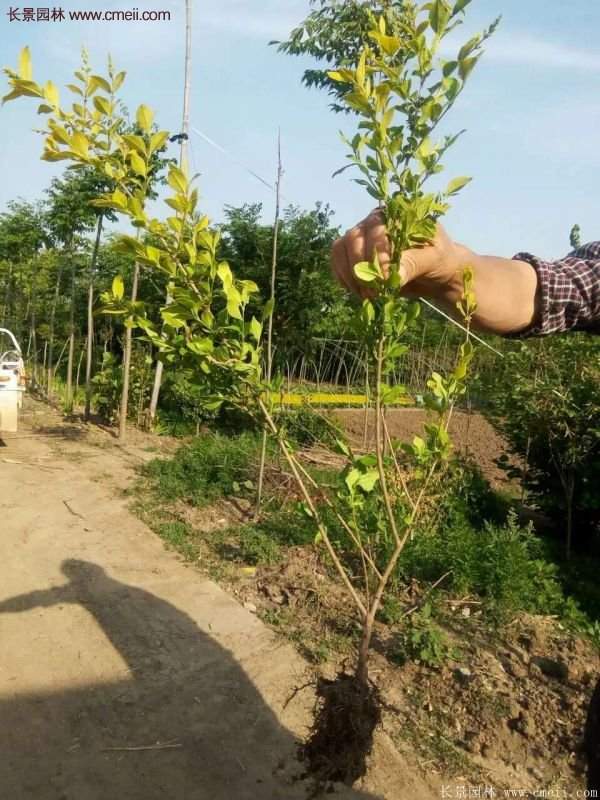 選購金葉女貞苗 選購金葉女貞苗