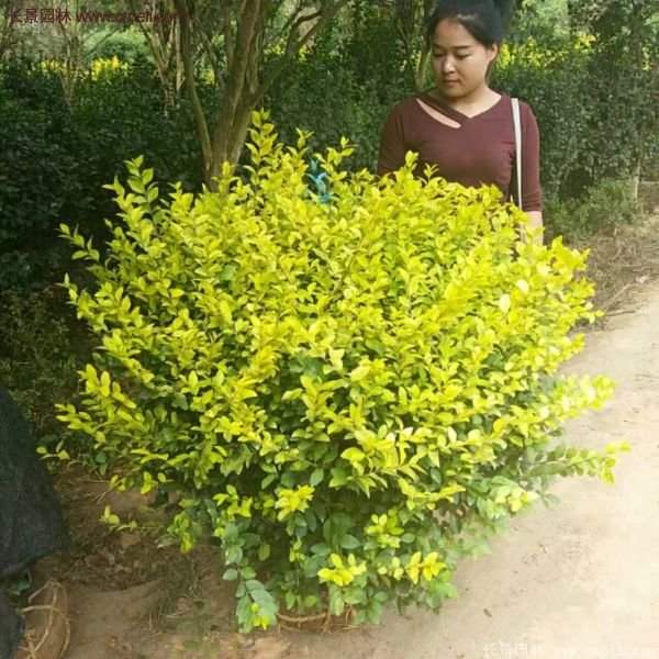 沭陽(yáng)金葉女貞球 沭陽(yáng)金葉女貞球