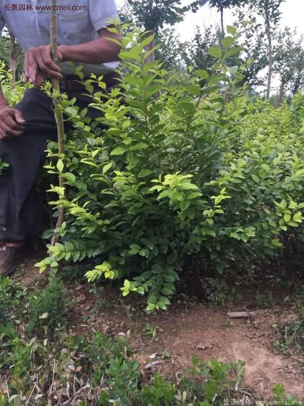 沭陽(yáng)金葉女貞球 沭陽(yáng)金葉女貞球