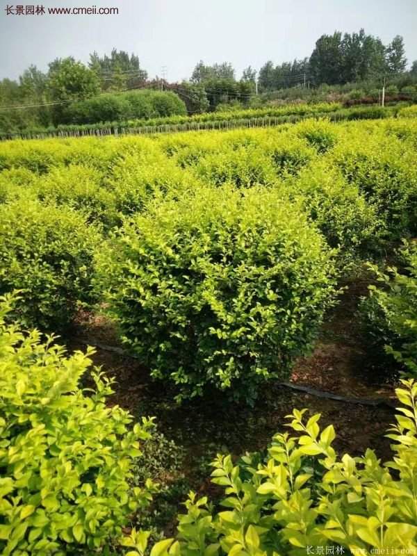 沭陽(yáng)金葉女貞球 沭陽(yáng)金葉女貞球