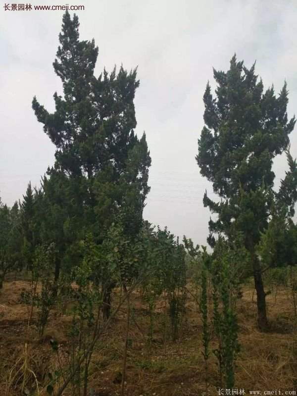 4公高度的龍柏造型樹，地徑在十公分左右