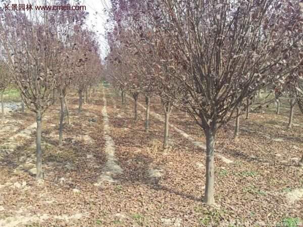 紫葉李批發基地，