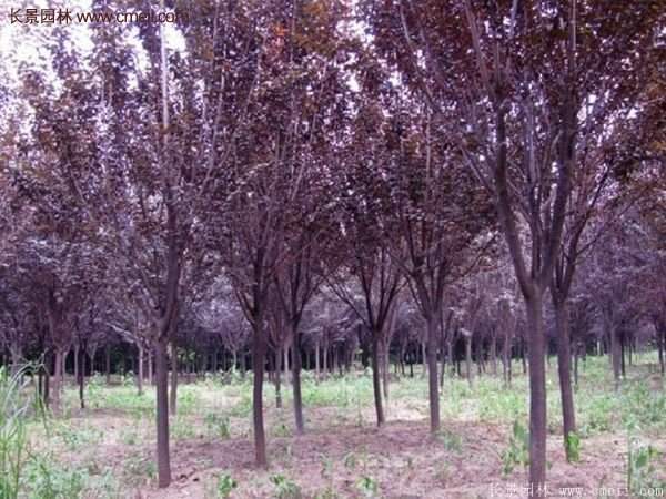 紫葉李批發基地，