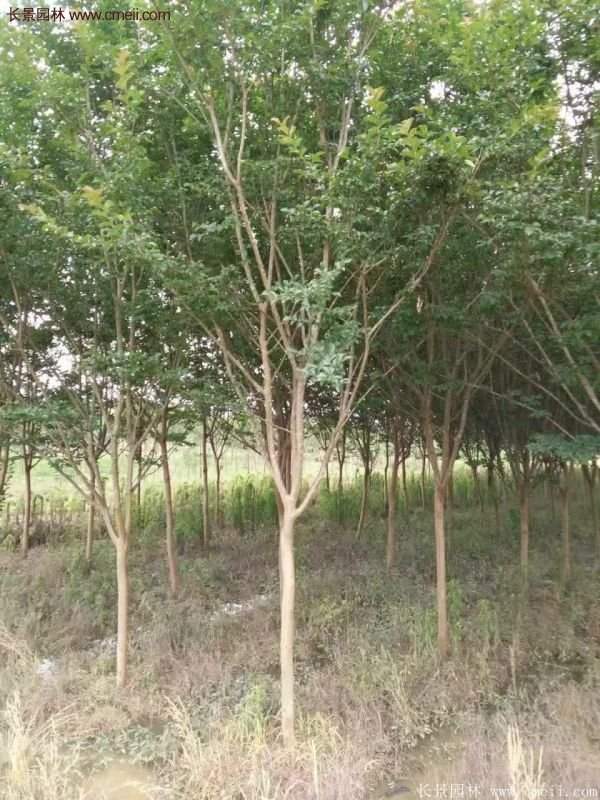 紫薇樹多少錢一棵？